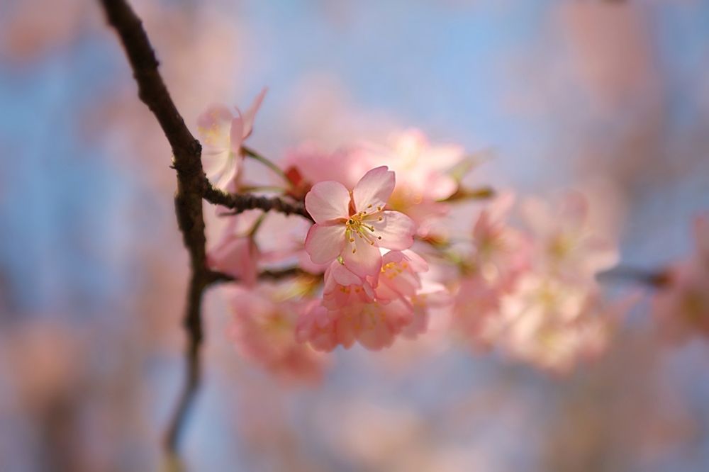 Sakura