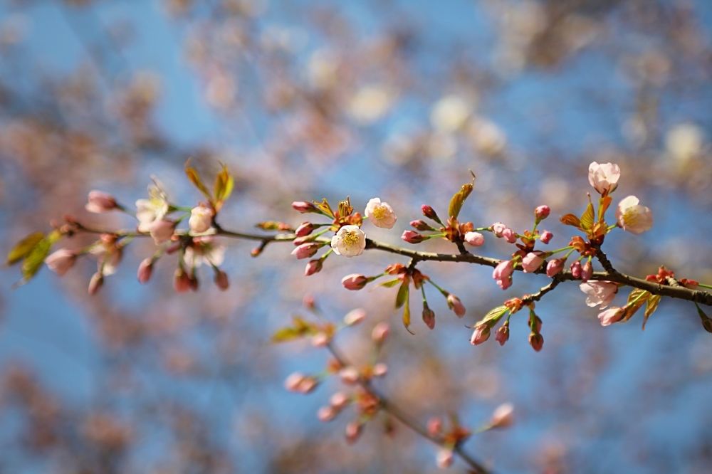 Sakura