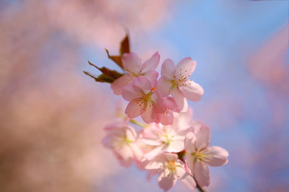 Sakura