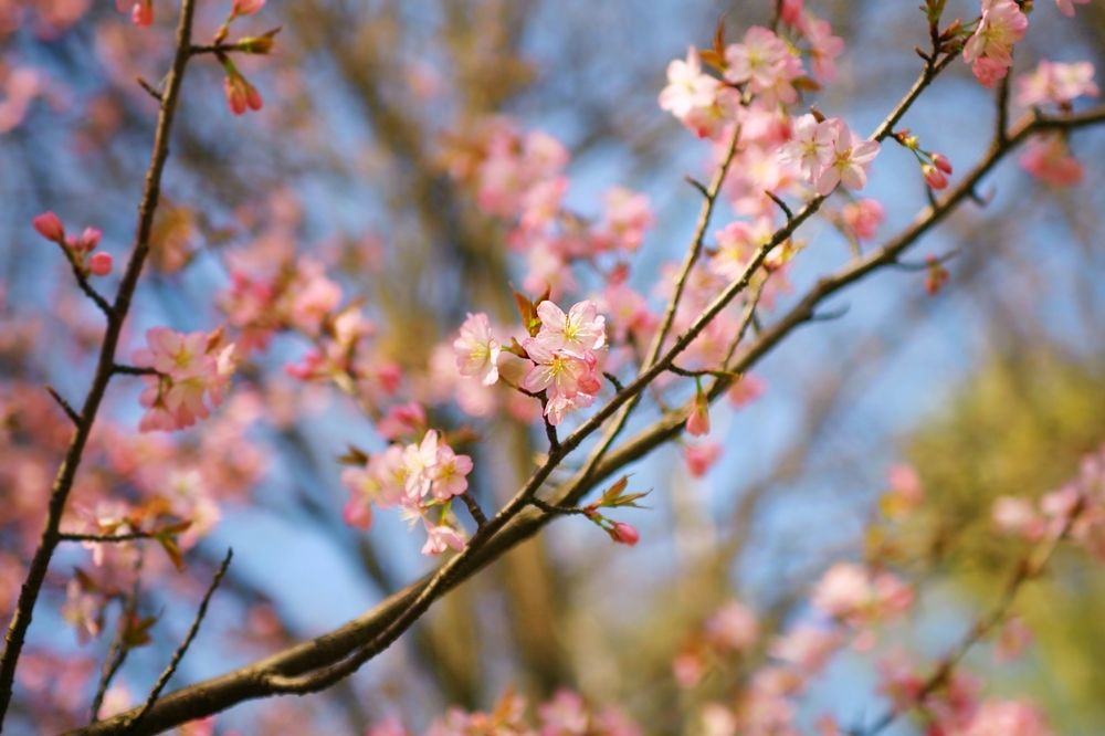 Sakura