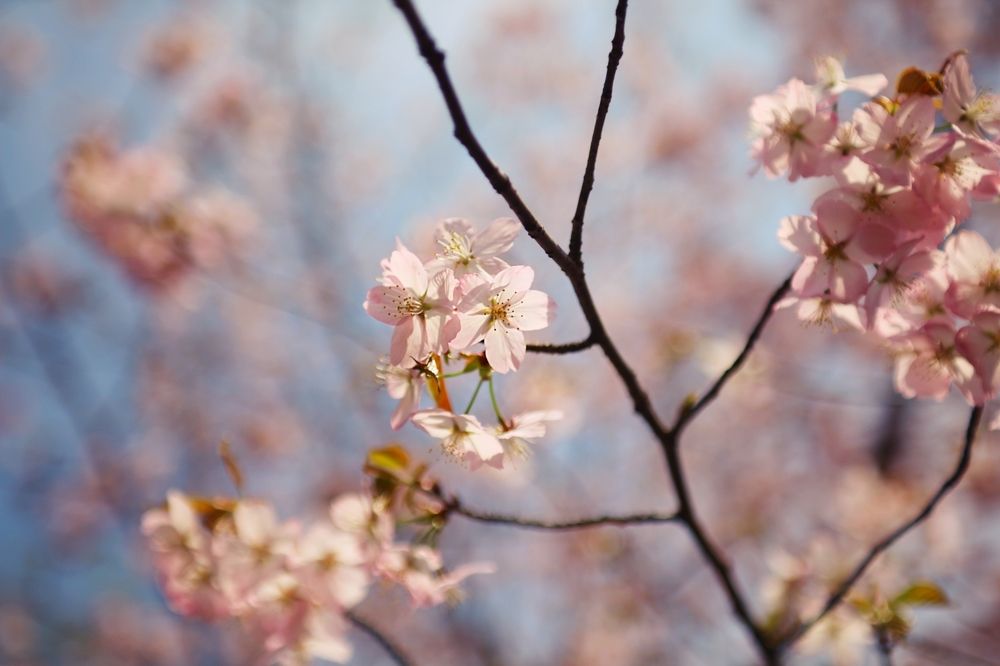 Sakura