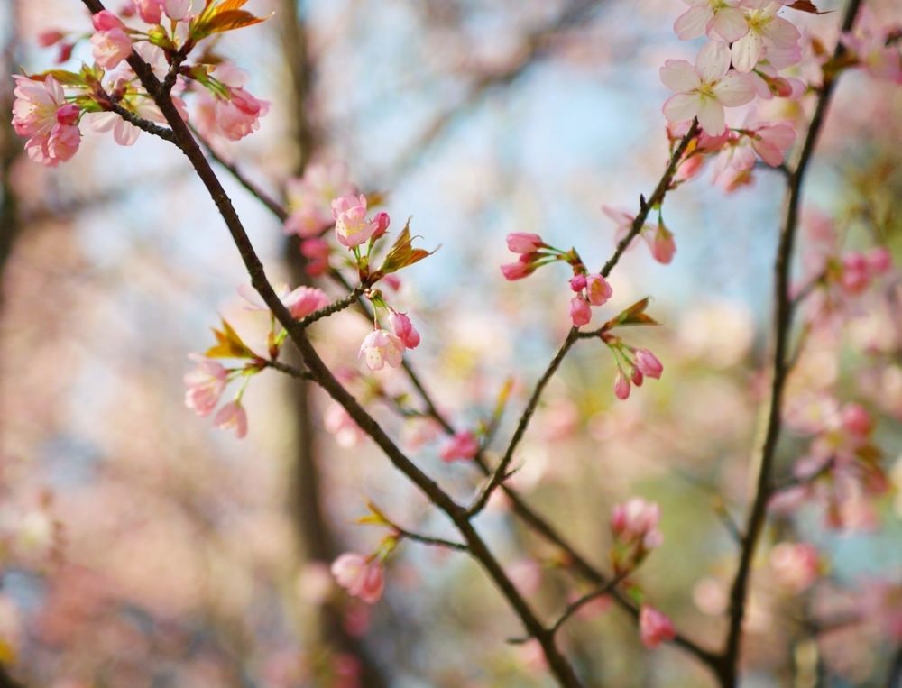 Sakura