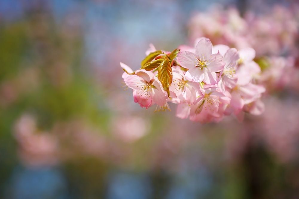 Sakura