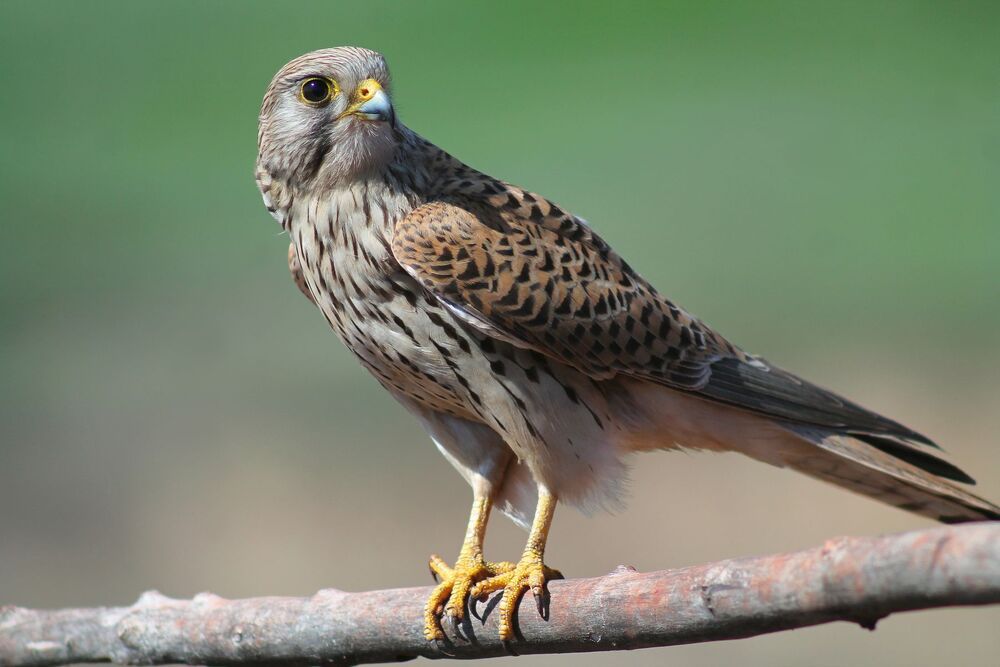 Обыкнове́нная пустельга́ (лат. Falco tinnunculus)