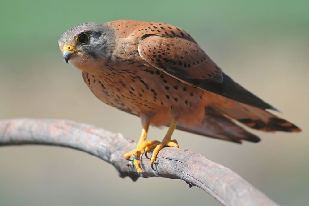 Обыкнове́нная пустельга́ (лат. Falco tinnunculus)