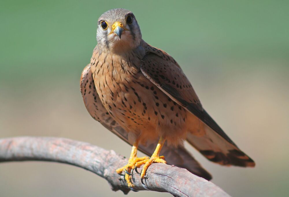 Обыкнове́нная пустельга́ (лат. Falco tinnunculus)