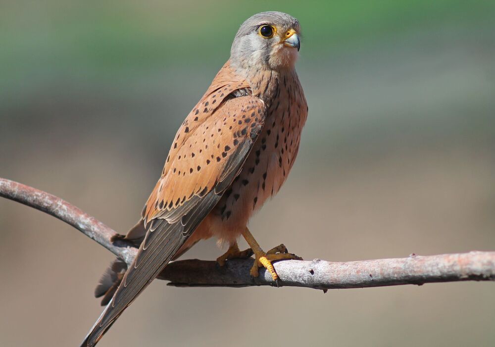 Обыкнове́нная пустельга́ (лат. Falco tinnunculus)