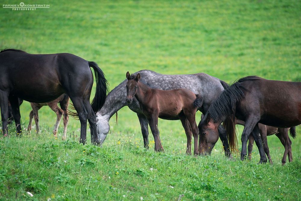 Wild horses of Mountain Saniba