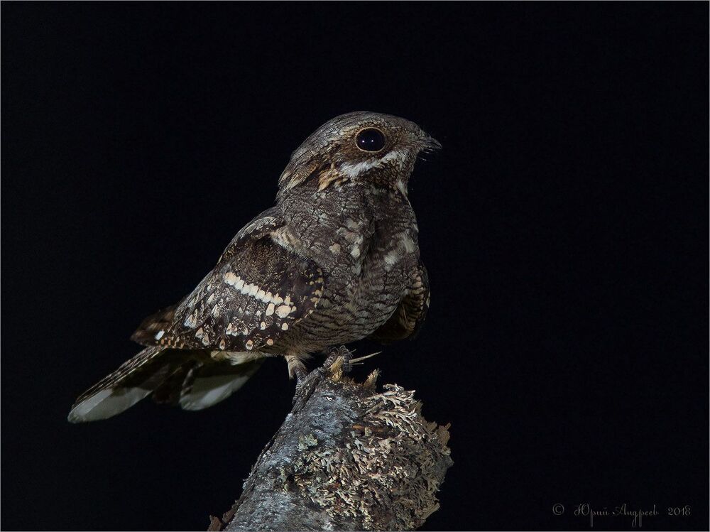 Токующий козодой Caprimulgus europaeus