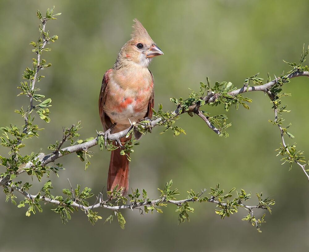 Молодняк Красный кардинал- самка. (Juvenile) .Northern Cardinal Female