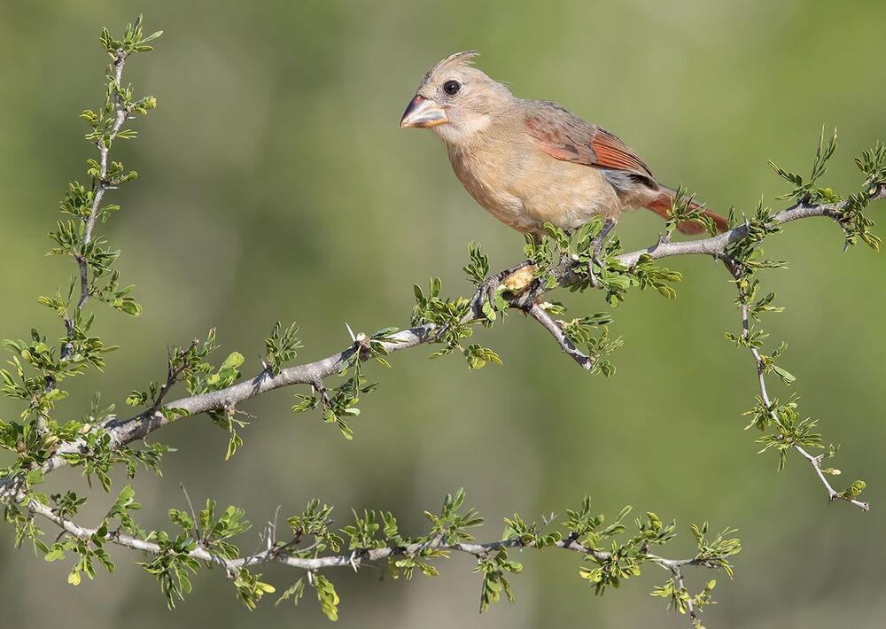 Молодняк Красный кардинал- самка. (Juvenile) .Northern Cardinal Female