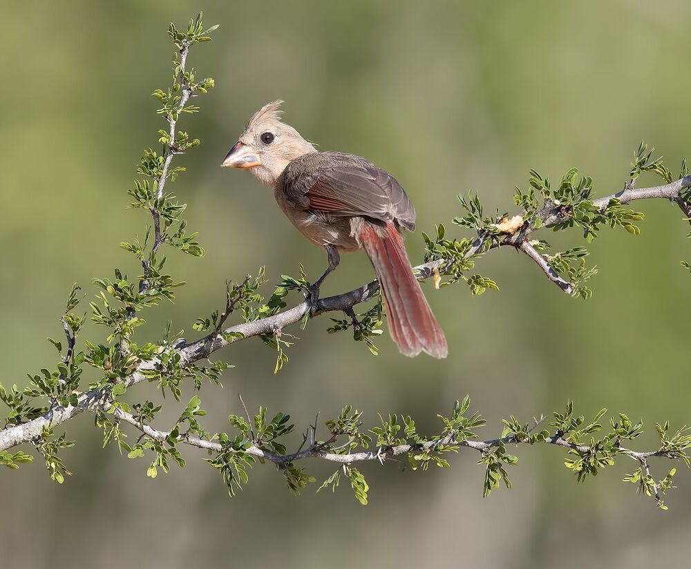 Молодняк Красный кардинал- самка. (Juvenile) .Northern Cardinal Female