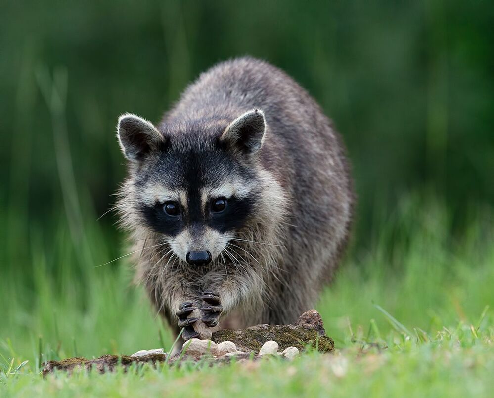 Вечерняя Гостья. Енот-полоскун - Raccoon