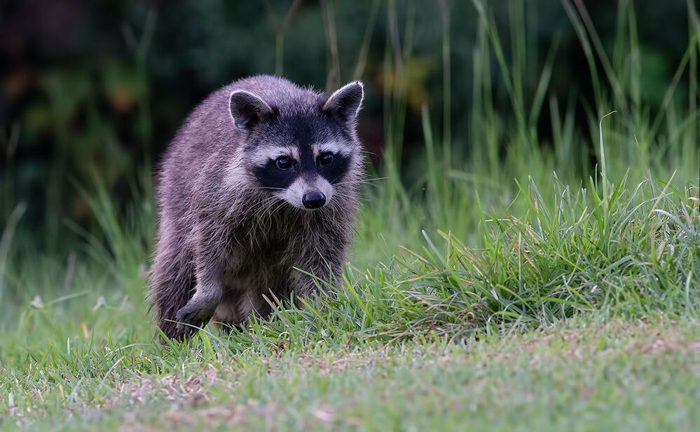 Вечерняя Гостья. Енот-полоскун - Raccoon