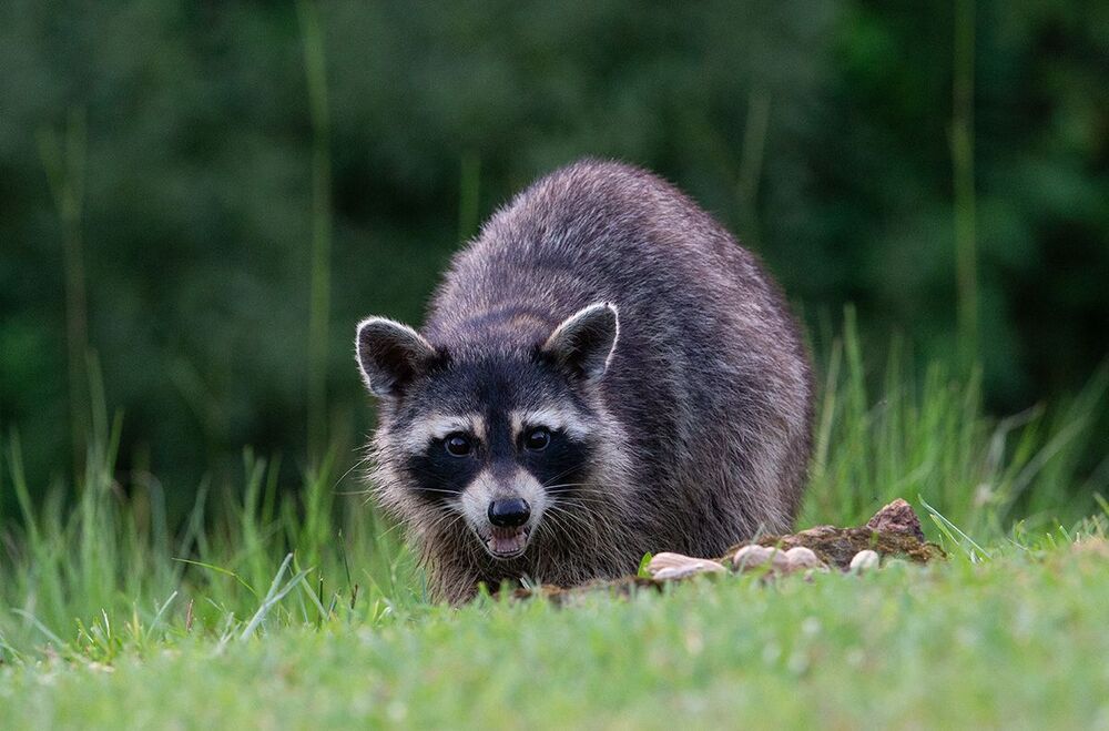 Вечерняя Гостья. Енот-полоскун - Raccoon