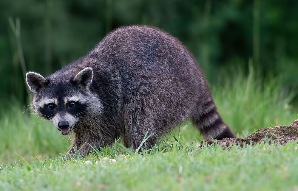Вечерняя Гостья. Енот-полоскун - Raccoon