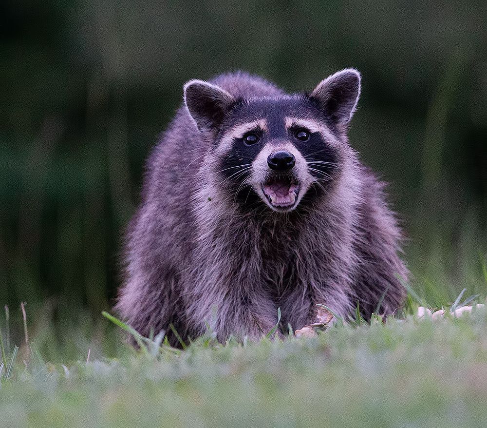 Вечерняя Гостья. Енот-полоскун - Raccoon