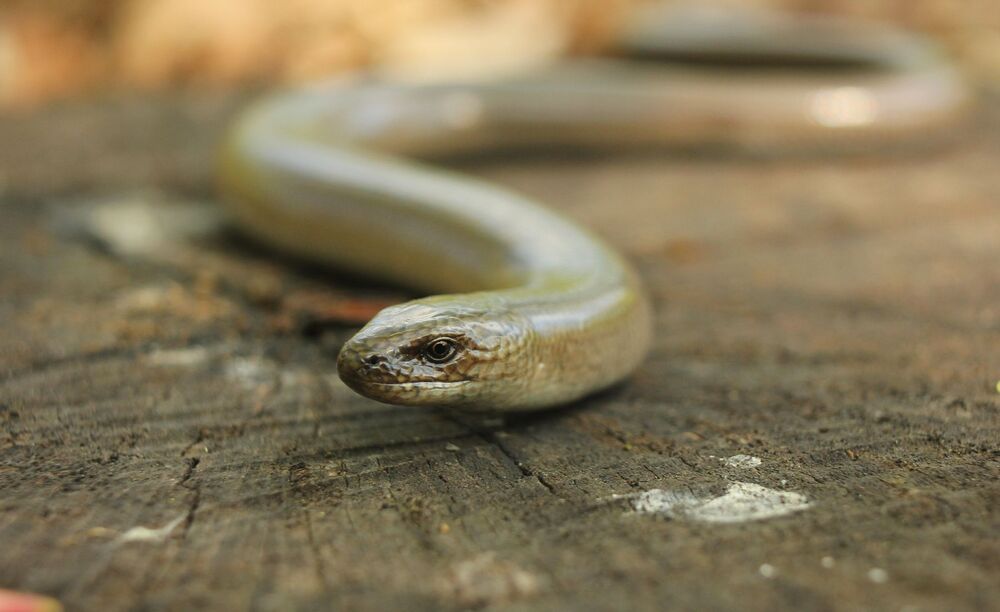 Ло́мкая верете́ница, или медяни́ца (лат. Anguis fragilis)