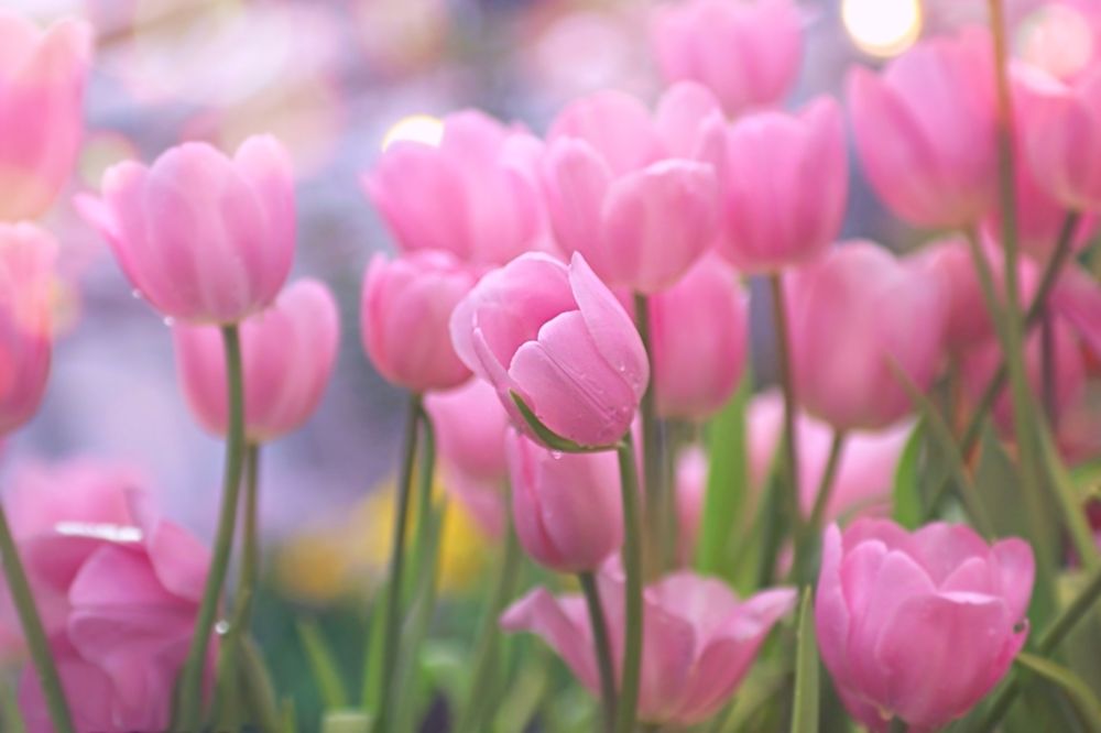 Tulips