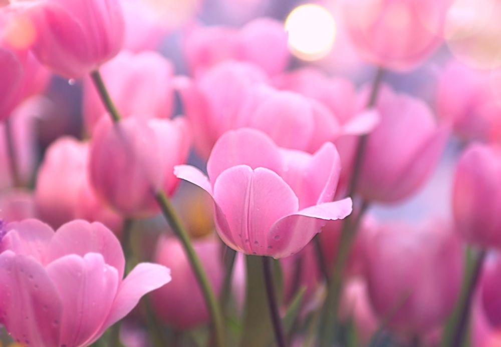 Tulips