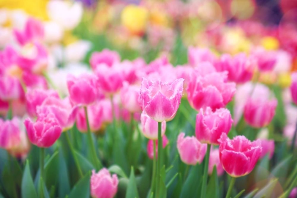 Tulips