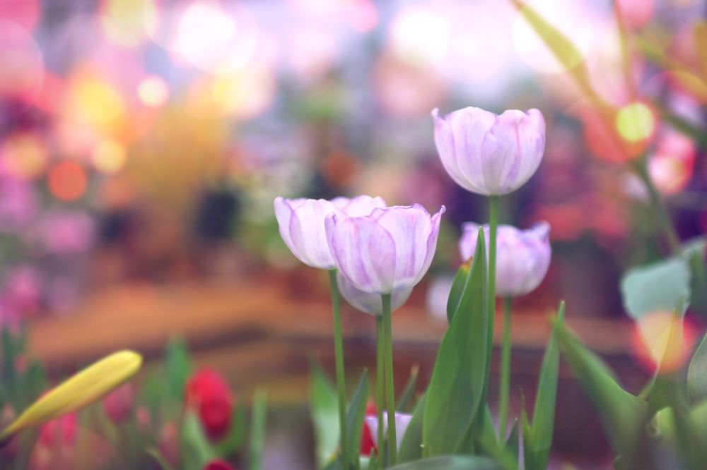 Tulips