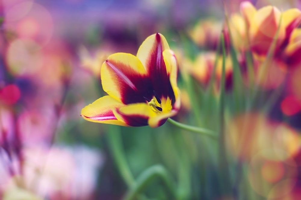 Tulips