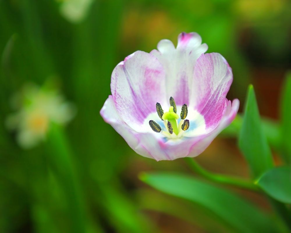 Tulips