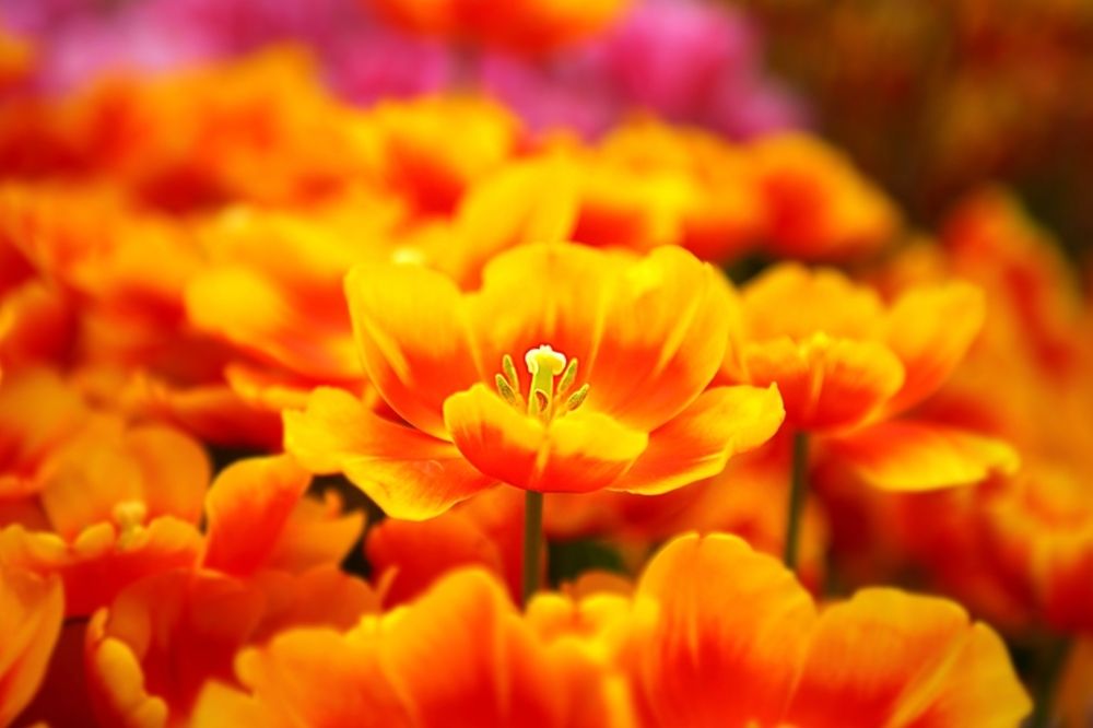 Tulips