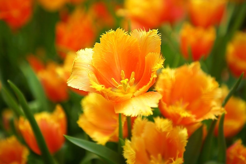 Tulips