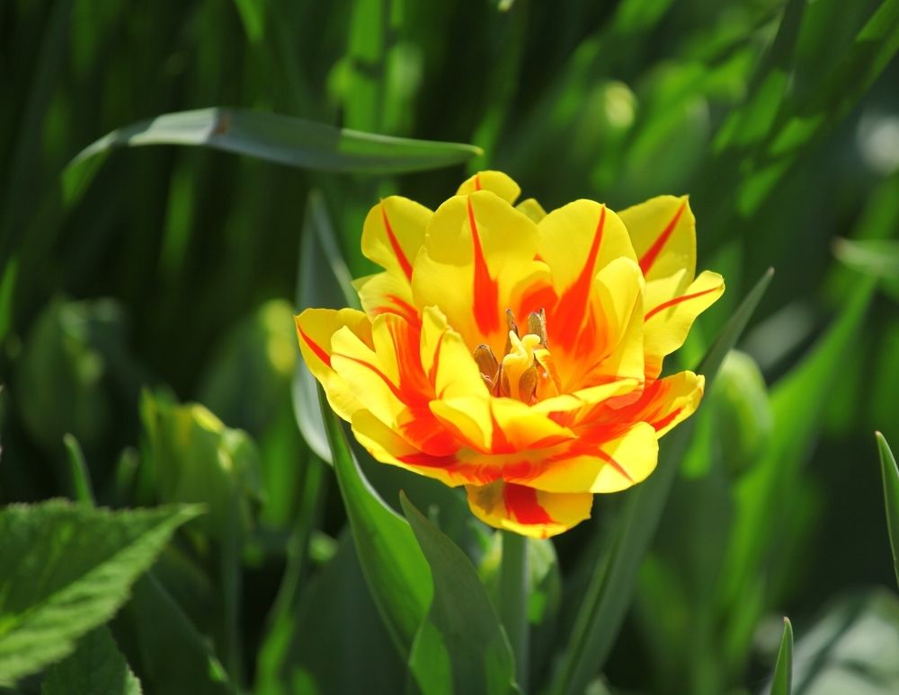 Tulips