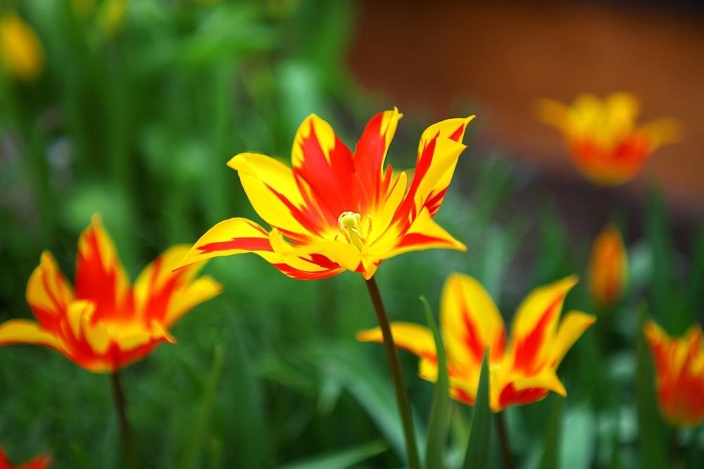 Tulips