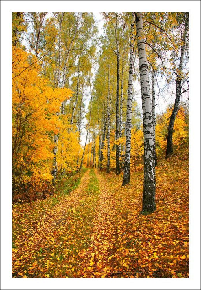 Золотая осень