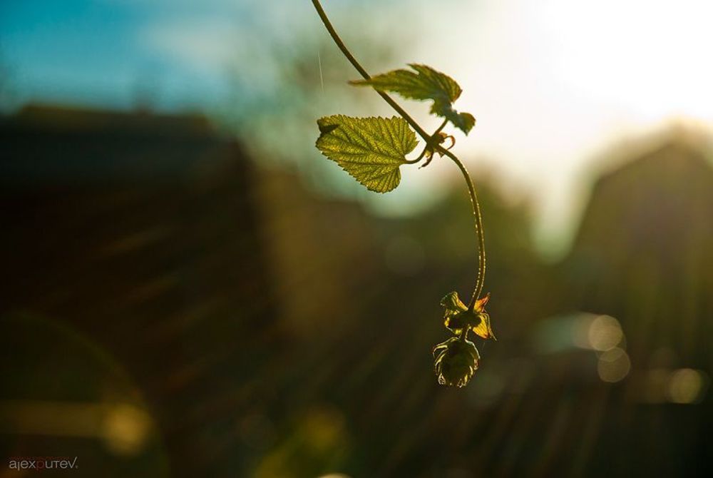 дачные этюды