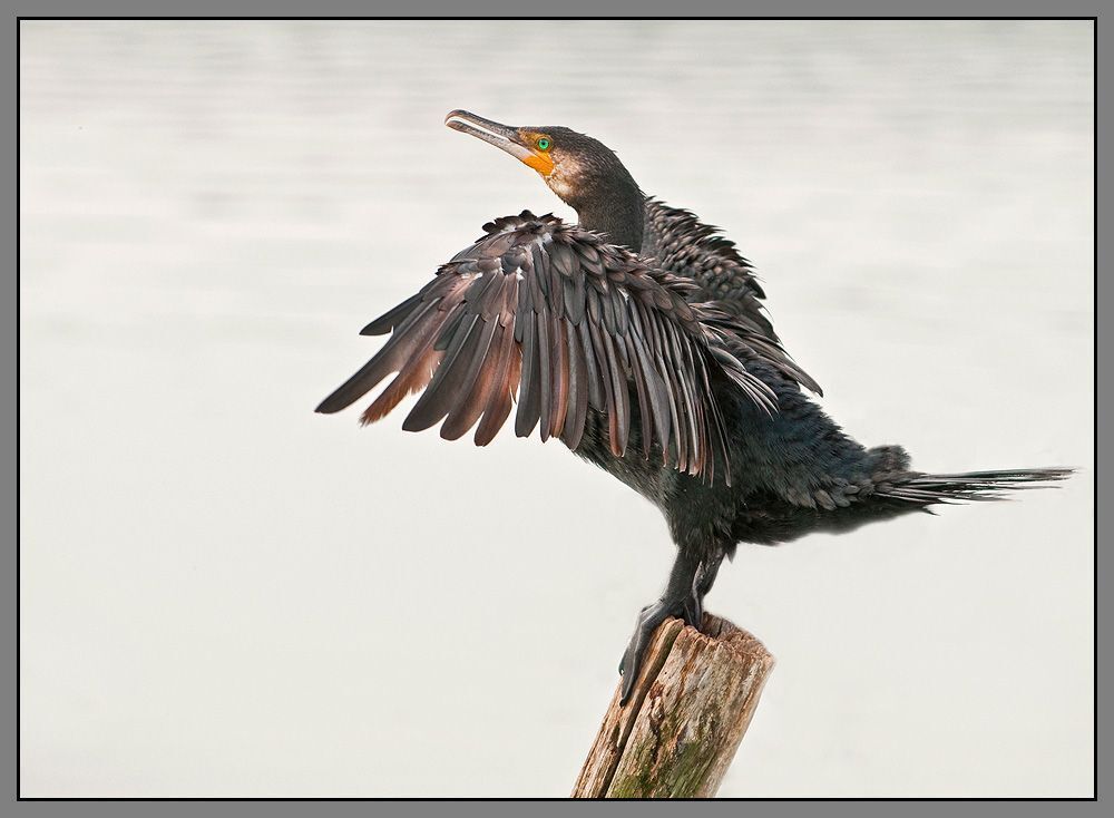 Phalacrocorax carbo крупная птица: он весит около 3 кг, длина крыла у него 33-38 см.Распространен большой баклан весьма широко. Он встречается на гнездовье в Европе (на север до Кольского полуострова), в Азии (на север не дальше северного Казахстана и Байкала). Гнездовая область его идет от Азии на юг до Австралии, Тасмании и Новой Зеландии. Гнездится во многих местах Африки, конечно кроме Сахары. В западном полушарии большой баклан гнездится только в Гренландии, хотя не так давно он населял и северо-восток Северной Америки.