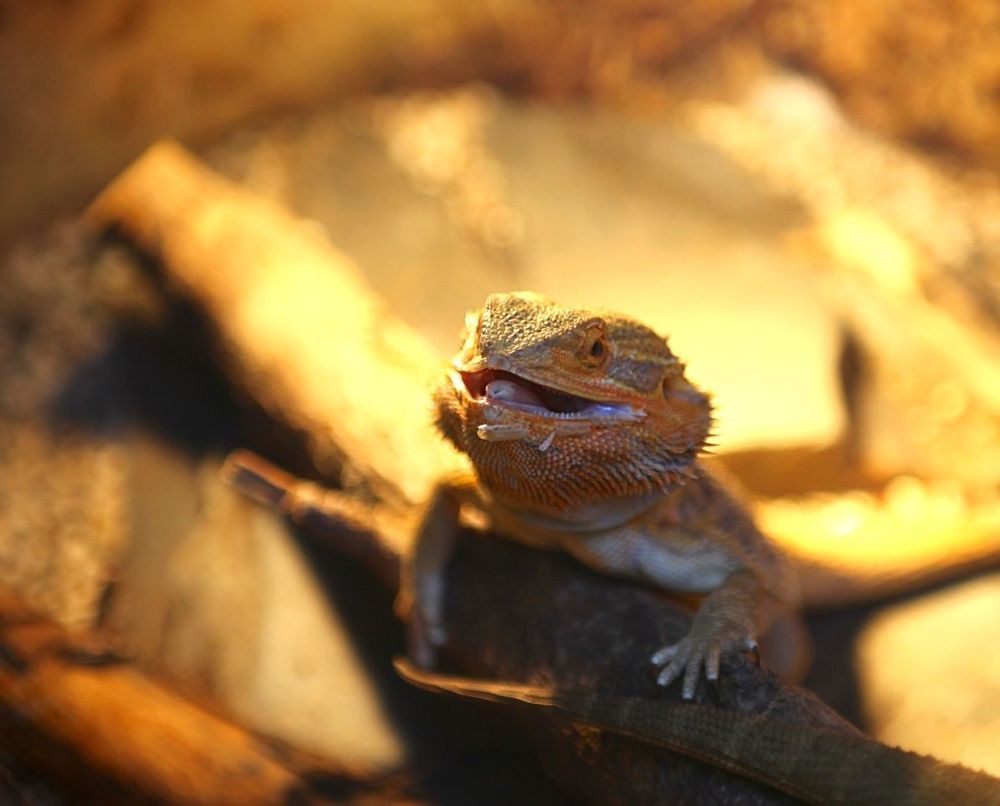 Lizards