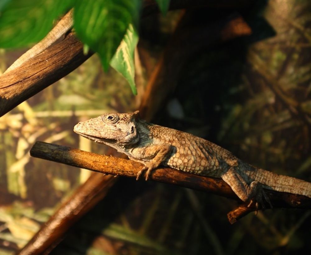 Lizards