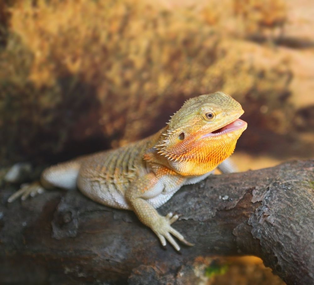 Lizards