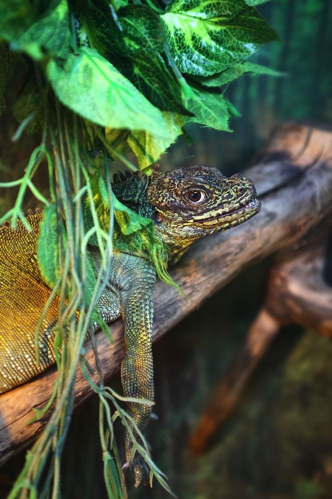 Lizards