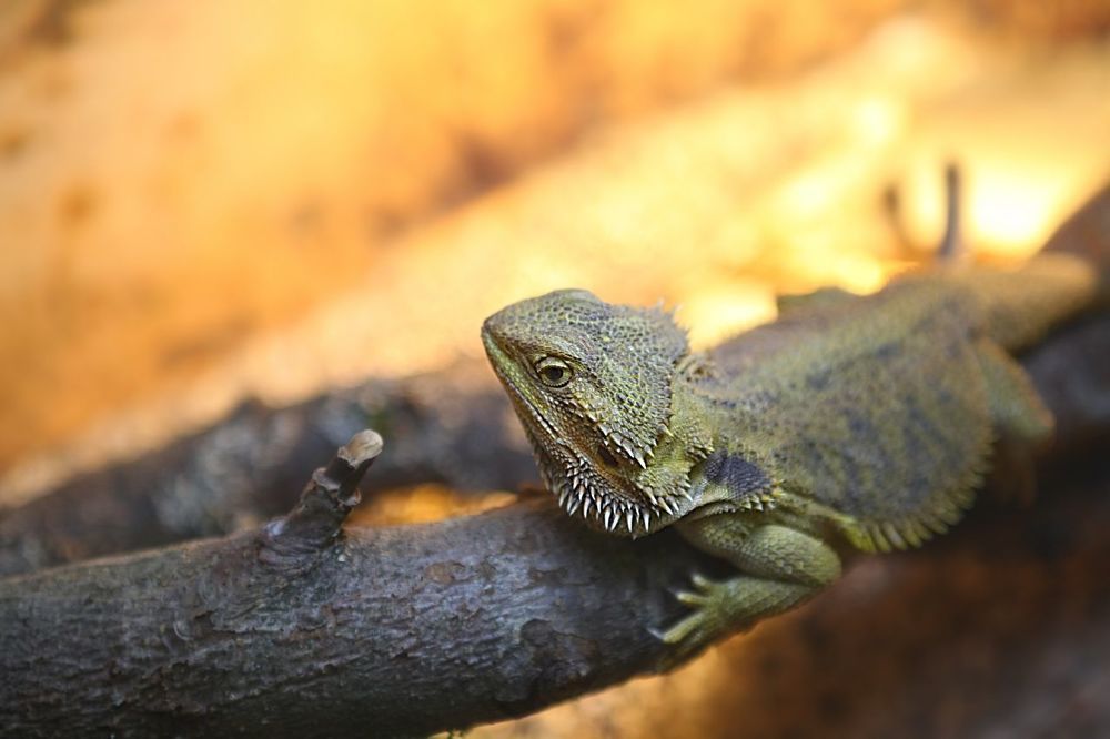 Lizards