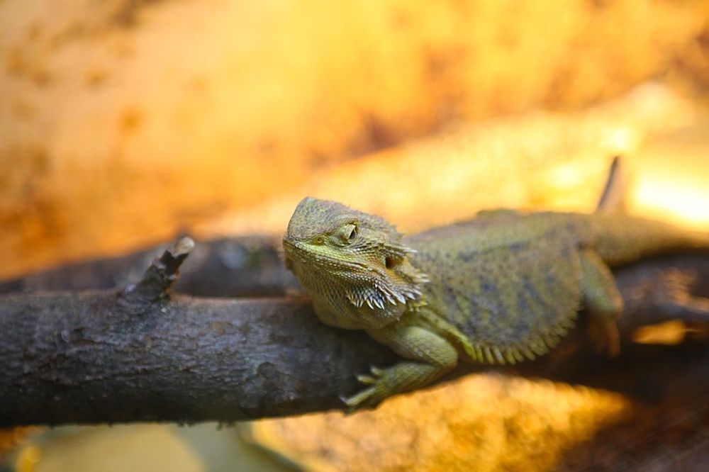 Lizards