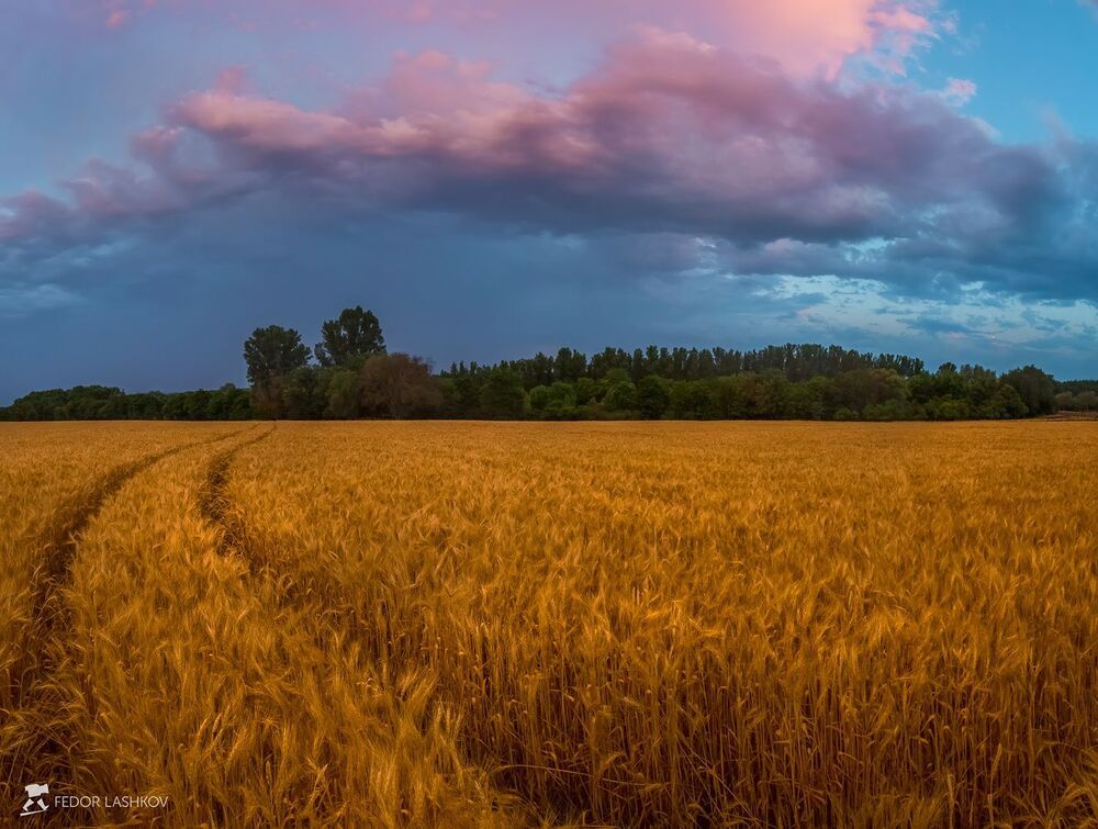 Поле ячменя после летней грозы