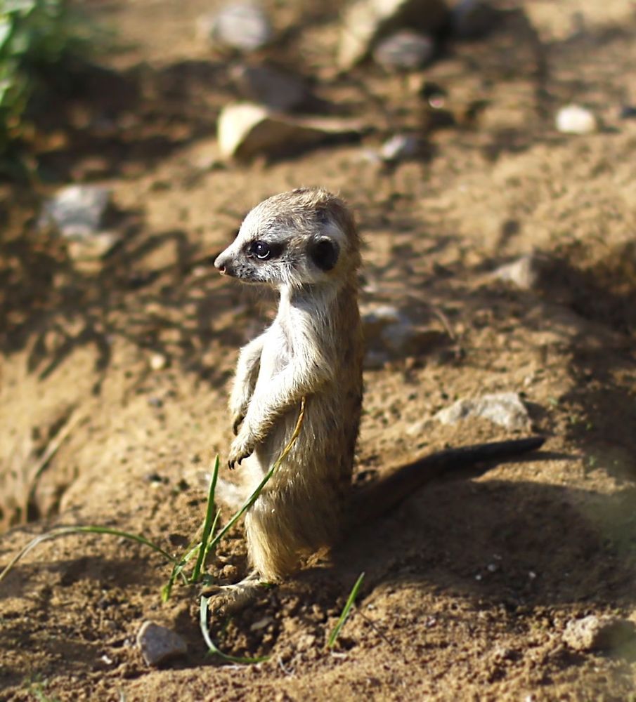 Meerkats