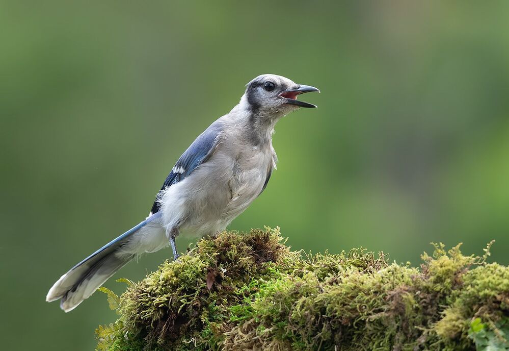 Birds -Juvenile .Разные гости