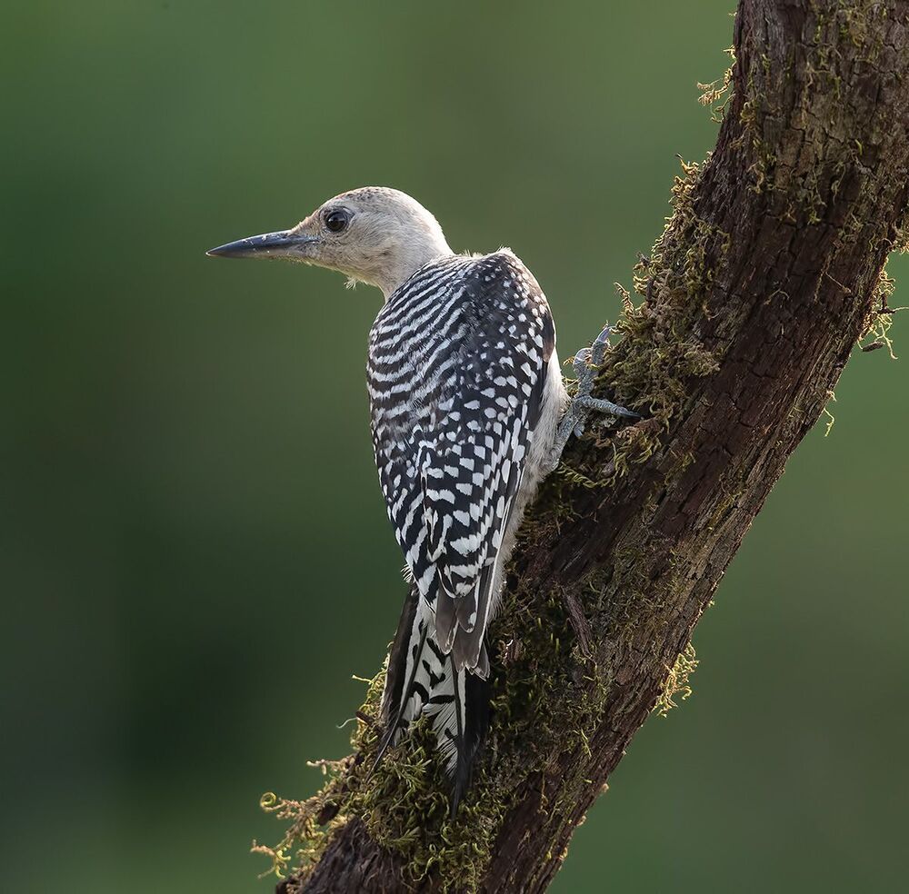 Juvenile. Каролинский меланерпес -Red-bellied Woodpecker