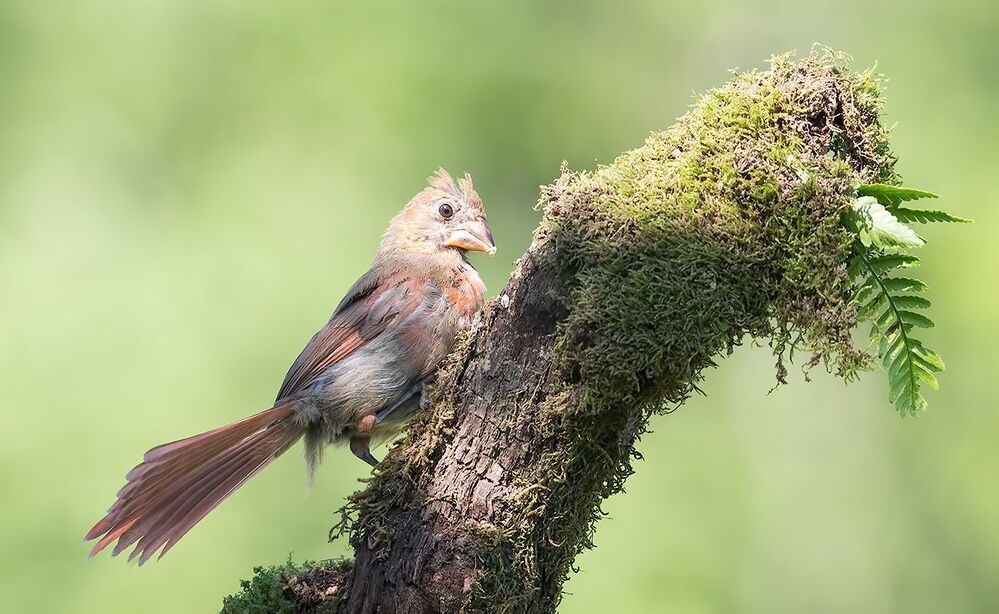 Красный кардинал -Northern Cardinal