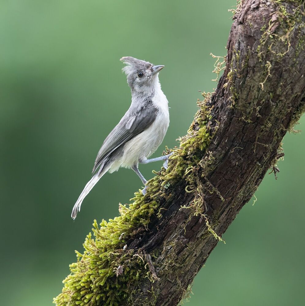 Острохохлая синица -Tufted Titmouse