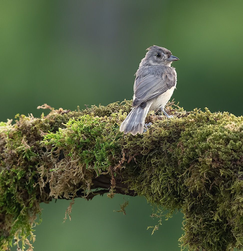 Birds -Juvenile .Разные гости