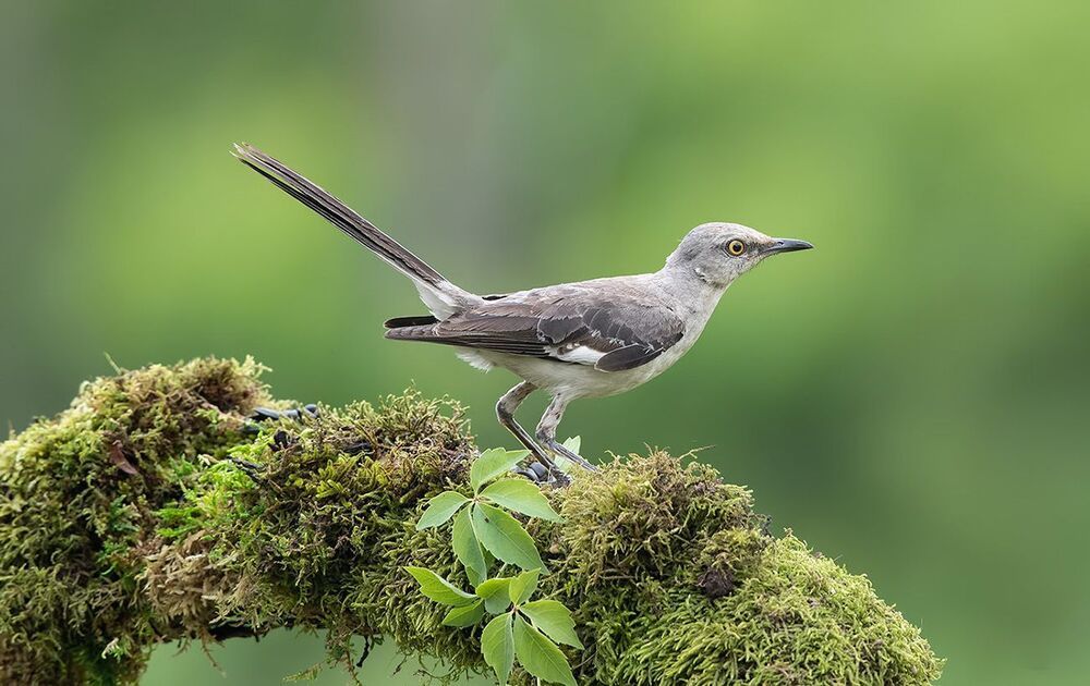 Многоголосый пересмешник - Northern Mockingbird