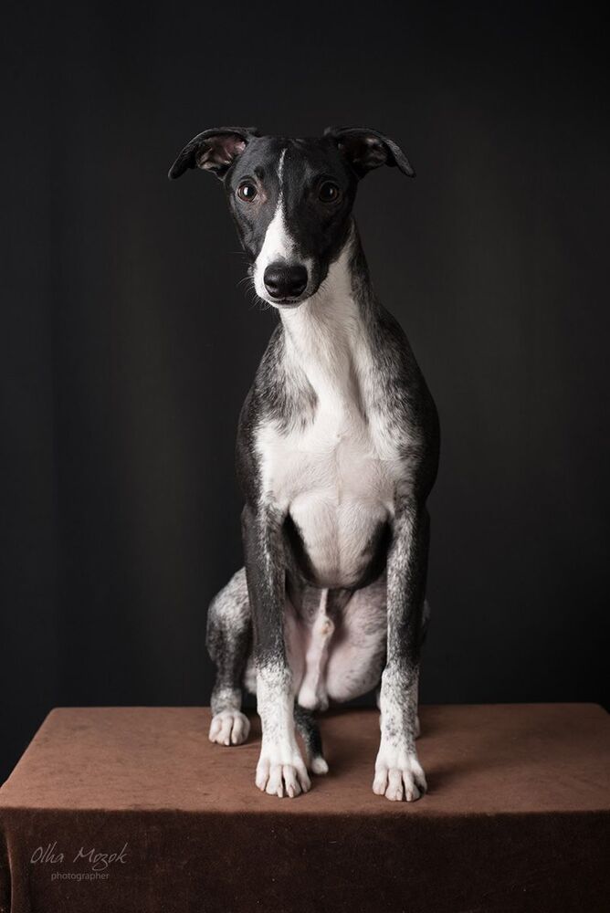 Portrait of a girl with a dog